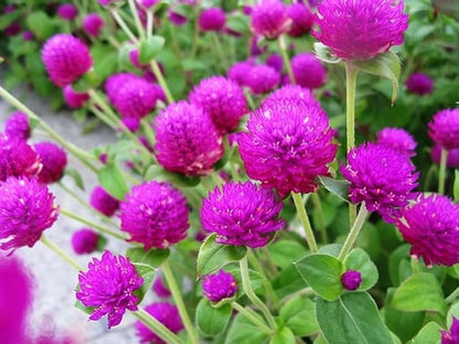 Mixed Color Globe Amaranth Gomphrena Seeds Purple Red White Dried Arrangements Non-GMO 100pcs