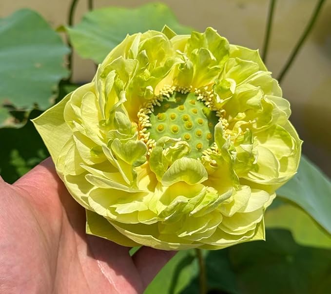 Mixed Color Bonsai Bowl Lotus Water Lily Seeds (30 PCS)