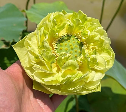 Mixed Color Bonsai Bowl Lotus Water Lily Seeds (30 PCS)