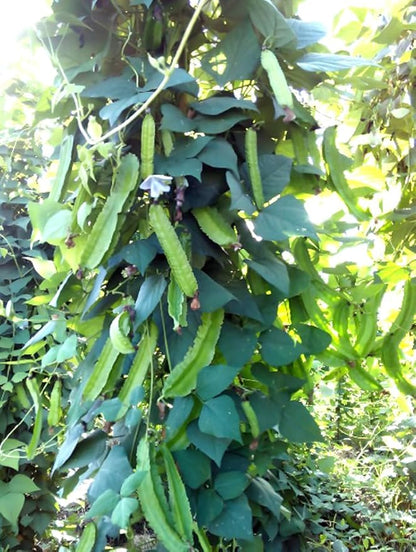 15PCS Winged Bean Seeds Psophocarpus Tetragonolobus Home Garden Seeds Heirloom