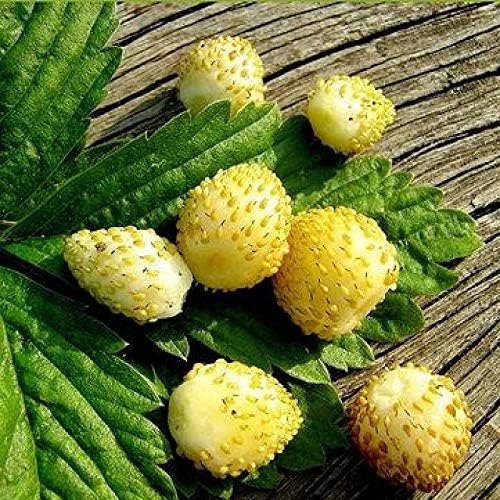 Seeds Alpine Strawberry Everbearing 'Yellow Wonder' Non GMO Heirloom