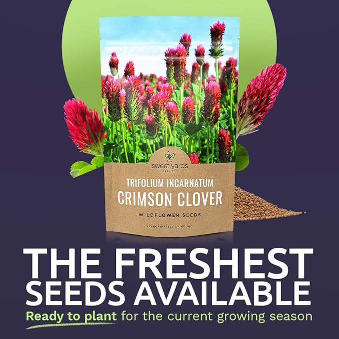 Crimson Clover Seeds – Bulk Quarter Pound Bag – Over 20,000 Open Pollinated Non-GMO Seeds – Trifolium incarnatum