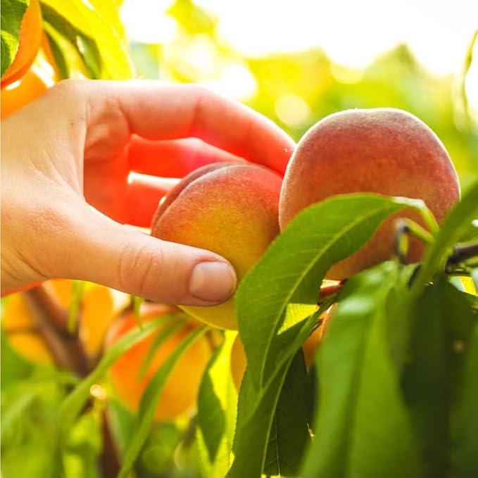 5+ Dwarf Peach Tree Seeds for Planting,Organic Fruit Tree Seeds,Prunus Persica Seed Non-GMO Heirloom for Sweet Juicy Fruit, Self Pollinating & Fast Growing Backyard Orchard Tree
