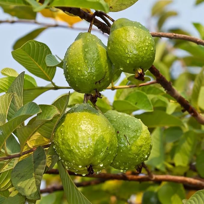 100+ Organic Pink Guava Seeds for Planting,Psidium Guajava Seeds Non-GMO Heirloom,Tropical Fruit Seed Vitamin C Rich Exotic and Delicious Fruits for Garden Home Outdoor