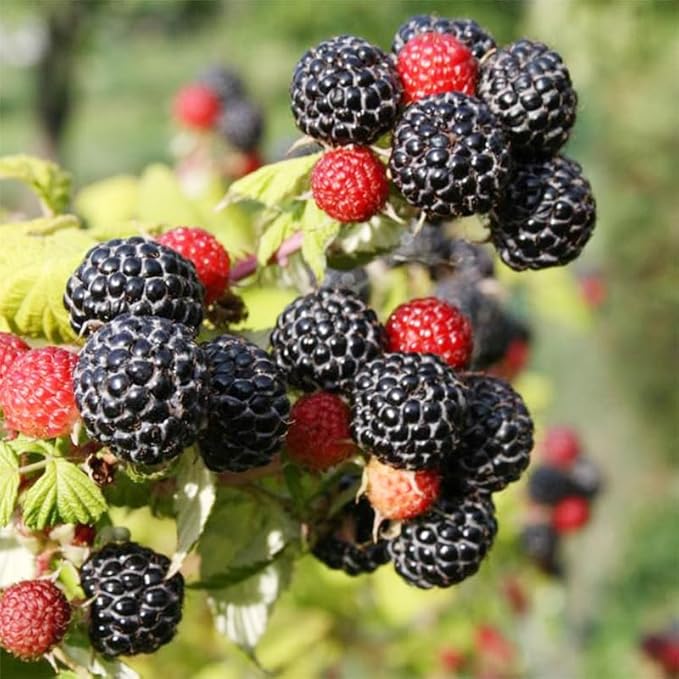1500Pcs Mix Fruit Seeds for Planting-6 Varieties Including 400 Strawberry 200 Blueberry 300 Raspberry 300 Mulberry 200 Cranberry and 20 Cherry