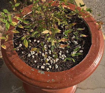 Gardening Pumice for Plants Soil Amendment | 3/8" Screened | 8 Quarts
