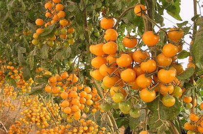 Seeds Golden Cherry Tomato Indeterminate Non GMO Vegetable for Planting