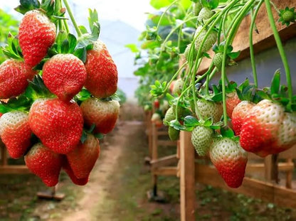 Red Climbing Strawberry Seeds Garden Fruit Seed Sweet and Delicious Everbearing Fruit Plant Home Garden 250Pcs