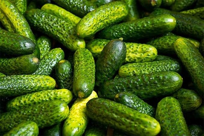 TomorrowSeeds - Parisian Gherkin Cucumber Seeds - 150+ Count - for 2026 Planting French Cornichon Baby Cucumbers Pickle Mini Kirby Cocombro Hybrid Vegetable Grow Your Own Home Farm Patio Healthy