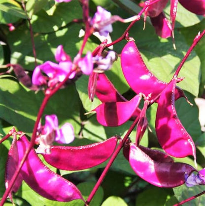 TomorrowSeeds - Purple Moon Hyacinth Bean (Pole) Seeds - 30+ Count - for 2026 Planting Lablab Purpureus Dolichos Tonga Njahi Seim Bataw Flat Beans USA Garden Vegetable Grow Your Own Home Farm Patio