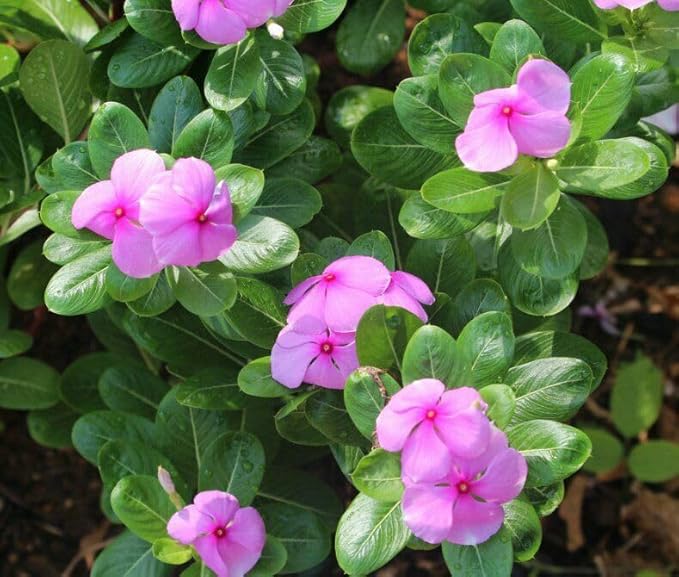 Mixed Rosea Vinca Periwinkle Seeds Dwarf Flower Balcony Perennail Garden Ground Cover 150pcs Bright Eye Periwinkle