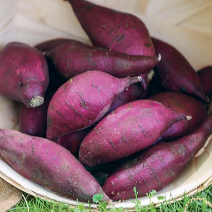 Generic 50pcs Sweet Potato Vegetable Seeds Pink
