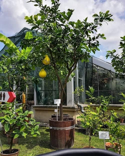 Gardenera's Premium Pomelo Tree Soil Mix - Quick Drain Potting Soil for Growing and Repotting Citrus Maxima - 20 Quart