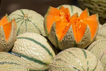 Seeds Charentais Melon Cantaloupe Non GMO Heirloom