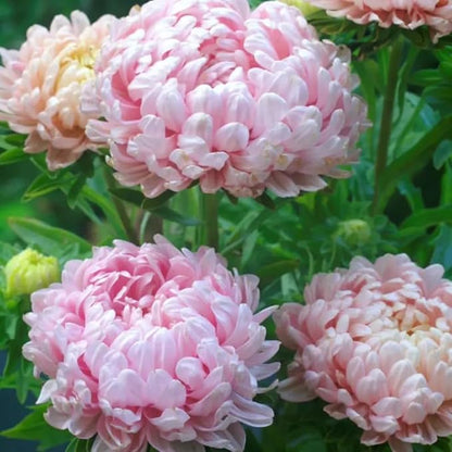 50+ Duchess Peony Aster Seeds Callistephus Tall Flowers Garden Planting