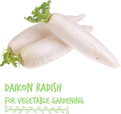 Radish Sprouting Seeds 1 lb – Non-GMO Daikon Microgreen Seeds for Indoor Growing