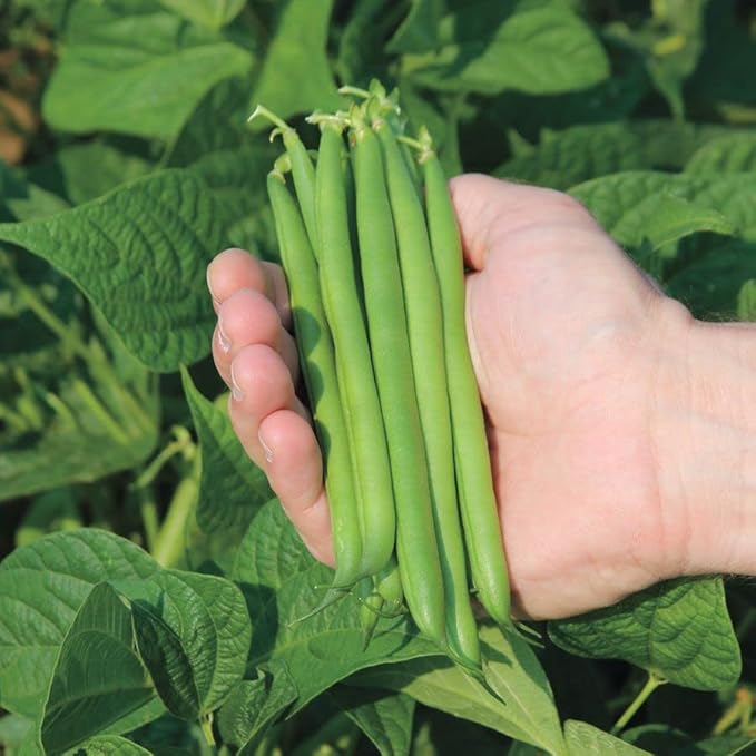 Park Seed Cabot Bush Bean Seeds – 5.5-Inch Uniform Pods, Easy-to-Harvest Stoop-Free Variety, Full-Bodied Flavor, Ideal for Canning, Fast Maturing and Space Efficient Spring Vegetable – Pack of 240