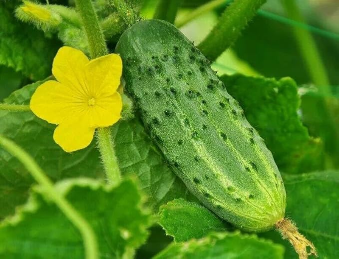 Seeds Self-Pollinated Cucumber Market/Indoor / 38 Days/Non GMO/Hybrid