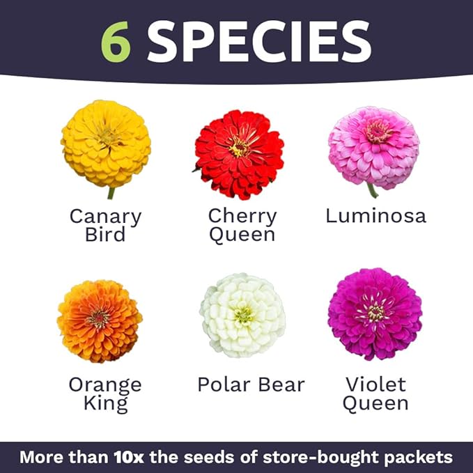 Bulk Zinnia Seeds - California Giants Mix - Bulk 1/4 Pound Bag Over 12,000 Flower Seeds - Mixed Colors and Large Blooms