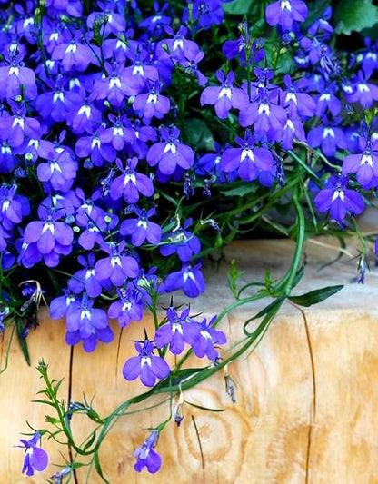 Seeds Blue Lobelia Cascade 1000+ Seeds to Grow Compact Plant Groundcover