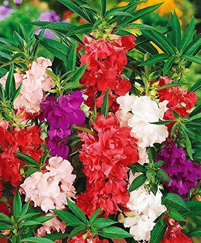 Seeds Balsam Garden Mix Touch-Me-Not Hanging Annual Flower Non GMO