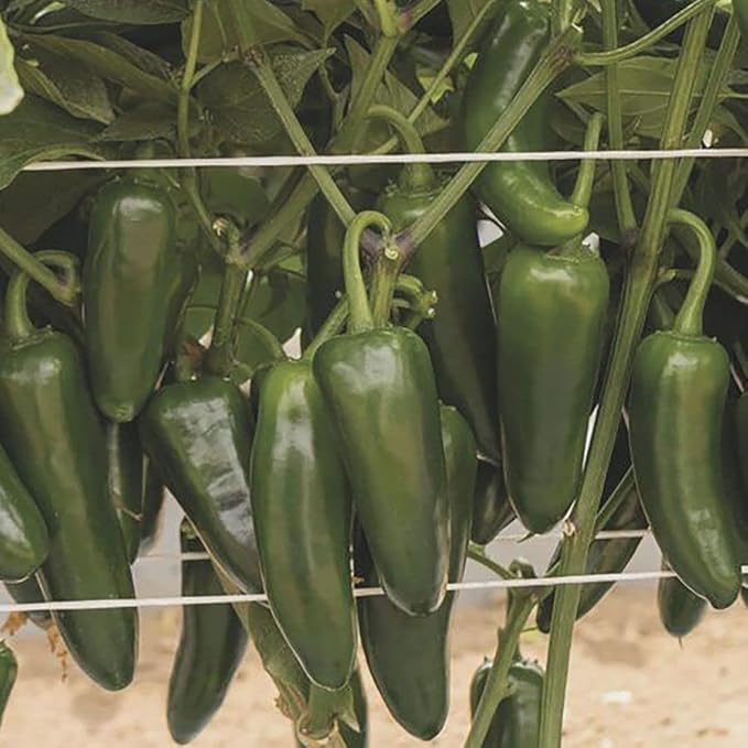 Park Seed Variety of Hot Chili Pepper Plant Seeds, Easy to Grow, Perfect for Spring Garden, San Joaquin Jalapeno, Pack of 15