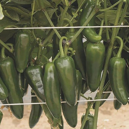 Park Seed Variety of Hot Chili Pepper Plant Seeds, Easy to Grow, Perfect for Spring Garden, San Joaquin Jalapeno, Pack of 15