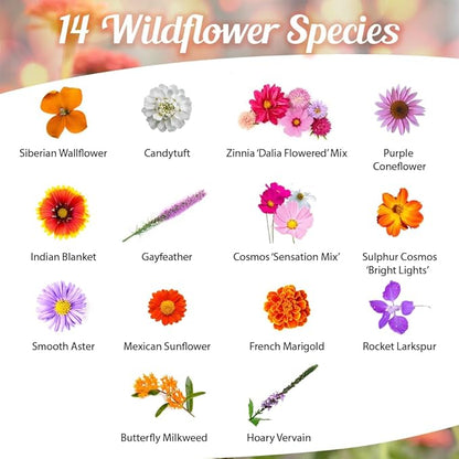 Monarch Butterfly Rescue Wildflower Seeds 4oz. Bulk Open-Pollinated Wildflower Seed Packet, No Fillers, Annual, Perennial Milkweed Seeds for Monarch Butterfly 1/4 Pound