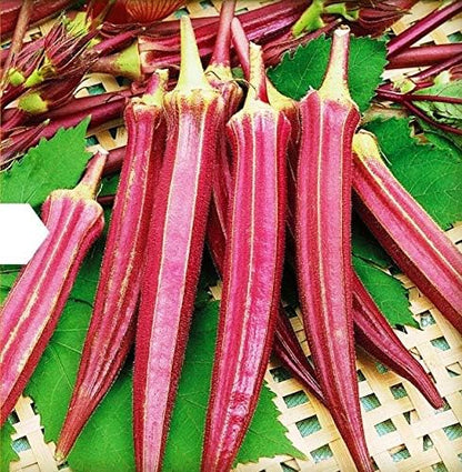 Seeds Alabama Red Okra (Bamia, Lady Finger) Heirloom Vegetable Non GMO