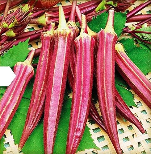 Seeds Alabama Red Okra (Bamia, Lady Finger) Heirloom Vegetable Non GMO