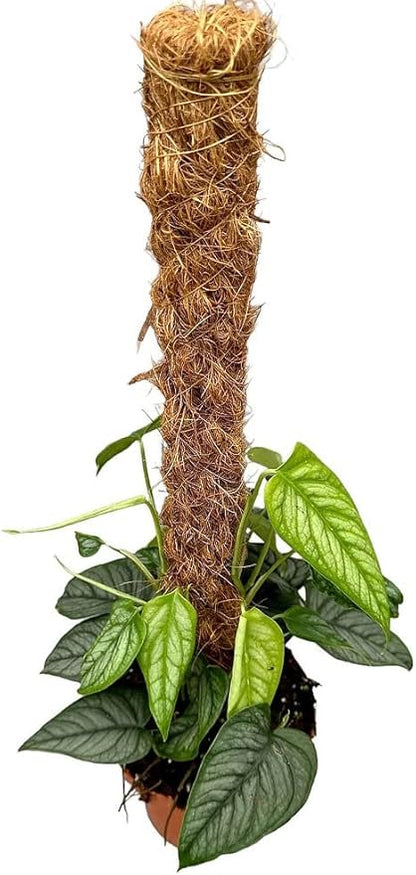 GARDENERA Monstera Siltepecana Matuda Soil Mix - Specially Formulated for Strong Root Development - 2 Quart