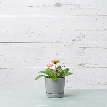 Root & Vessel Majestic Full Depth Round Cylinder Pot, Glossy Gray, 6-Inch (10060)