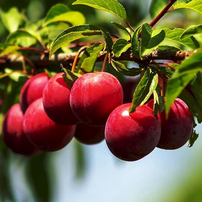 150+ Wild Perennial Plum Trees Fruit Seeds for Planting Outdoors-Organic Native Prunus Seeds European Non-GMO Heirloom Fruit Trees Seed for Garden Home Outdoor