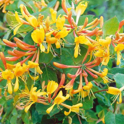 210+ Mix Honeysuckle Seeds for Planting in Home Garden- Non-GMO Honeysuckle Plant Vine - Fragrant Cloud Honeysuckle Flowers