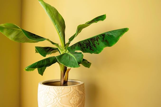 Gardenera Premium Banana Tree Soil Mix - 4 Quart - Nurture Your Banana Trees with The Perfect Blend of Nutrients and Drainage for Exceptional Growth and Fruit Production