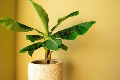 Gardenera Premium Banana Tree Soil Mix - 4 Quart - Nurture Your Banana Trees with The Perfect Blend of Nutrients and Drainage for Exceptional Growth and Fruit Production