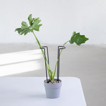 10-Pack Monstera Plant Support - 12 Inch Durable Iron U-Shaped Trellis Stakes for Indoor & Outdoor Medium-Sized Potted Plants - Perfect Stem Holder for Monstera & More