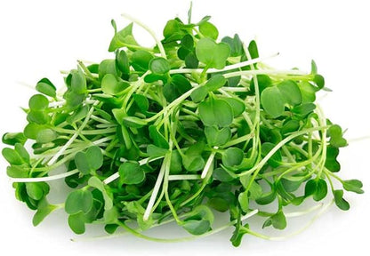 Todd's Seeds Sprouting Arugula Seeds Microgreens for Salads and Sandwiches, One Pound of Seed, Non-GMO, Chemical Free, Grown in The USA, Hand Inspected