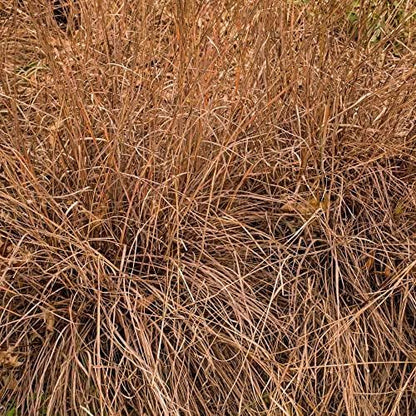 Outsidepride Perennial Little Bluestem Grass Seed - 25 lbs. Warm Season, Drought Resistant, Long-Lived Native Prairie Grass Seed, Ideal for Erosion Control, Ornamental Landscaping & Wildlife Gardens