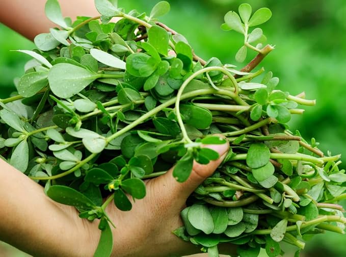 Golden Purslane Seeds Edible Portulaca Oleracea Sativa Non GMO Heirloom 600pcs