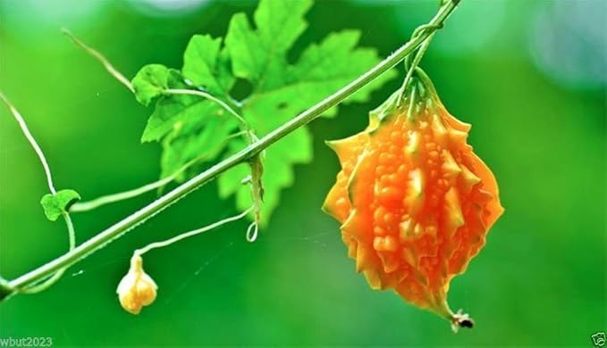 JAMAICAN CERASEE SEEDS- Bitter Melon-bitter Gourd,Use As Vegetable & Herb(25 Seeds)