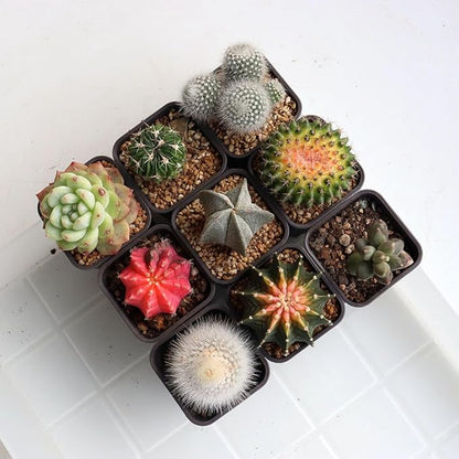 BangQiao 180 Pack 1.95 Inch Tiny Gray Plastic Square Nursery and Seedling Pot, Mini Deep Transplant Seed Starter Planter with Drain Hole for Germination, Herb, Succulent