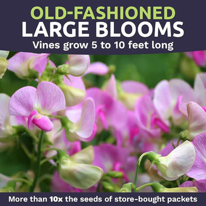 Sweet Pea Seeds Heirloom Mix - Bulk 1 Ounce Packet - Over 350 Seeds - Large Fragrant Lavender, Purple, Red, Pink and White Blooms