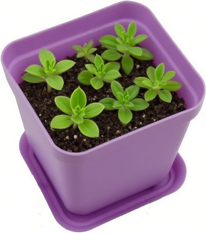 HOIGON 100 Pack 3 Inch Purple Square Nursery Pot, Durable Thickened Plastic Nursery Pots with Drain Holes, Small Square Planting Containers for Flower Tomatoes Basil