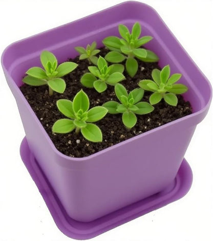 HOIGON 100 Pack 3 Inch Purple Square Nursery Pot, Durable Thickened Plastic Nursery Pots with Drain Holes, Small Square Planting Containers for Flower Tomatoes Basil
