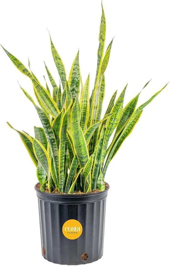Costa Farms Snake Plant, Extra Large Live Plant in Plastic Pot, Easy to Maintain, Air Purifying Succulent Indoor Houseplant, Assorted Variety, Home, Room, or Boho Decor, 3-4 Feet Tall