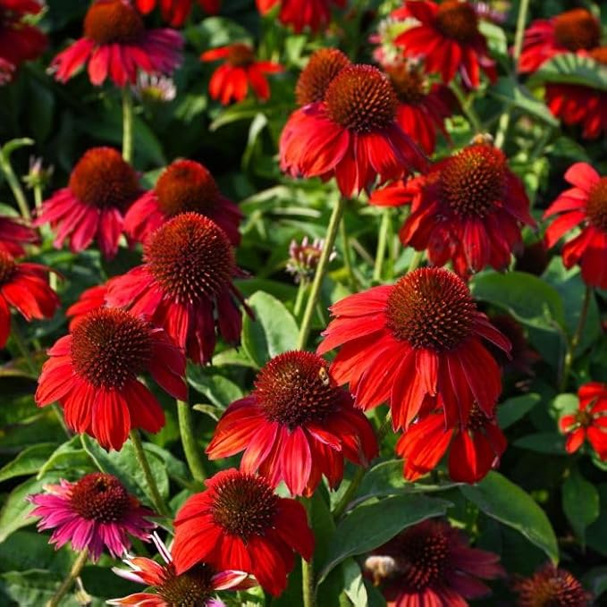 200+ Red Coneflower Seeds – Non-GMO, Open Pollinated Echinacea Purpurea – Perennial Medicinal Flower Seed for Garden, Herbal Tea, and Pollinators – High Germination Rate