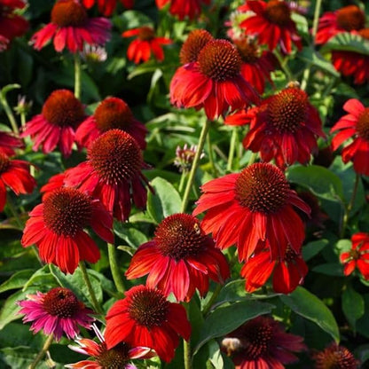 200+ Red Coneflower Seeds – Non-GMO, Open Pollinated Echinacea Purpurea – Perennial Medicinal Flower Seed for Garden, Herbal Tea, and Pollinators – High Germination Rate