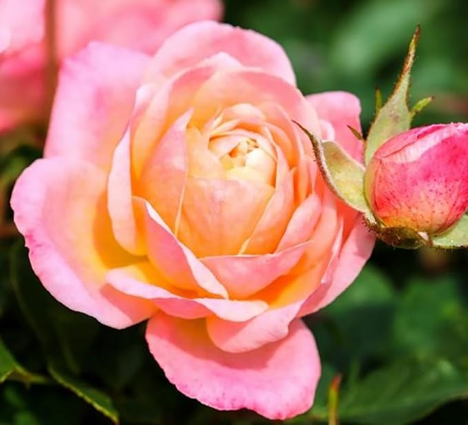 100PCS Mix Rose Seeds Lush Blooms Perennial Bush Rosa Flower Seeds Heirloom