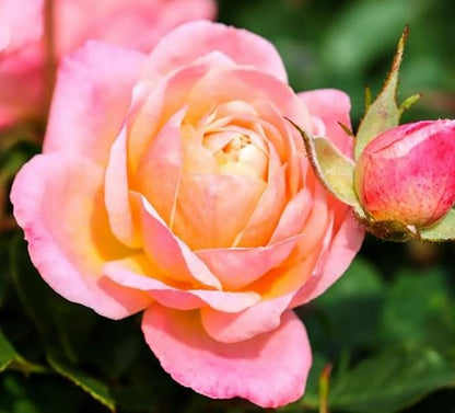 100PCS Mix Rose Seeds Lush Blooms Perennial Bush Rosa Flower Seeds Heirloom